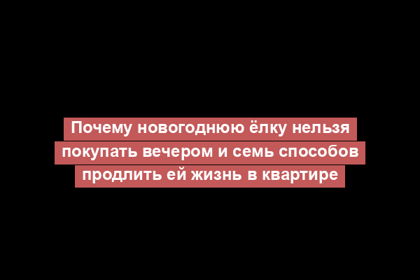 Почему новогоднюю ёлку нельзя покупать вечером и семь способов продлить ей жизнь в квартире